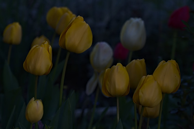 low light tulips