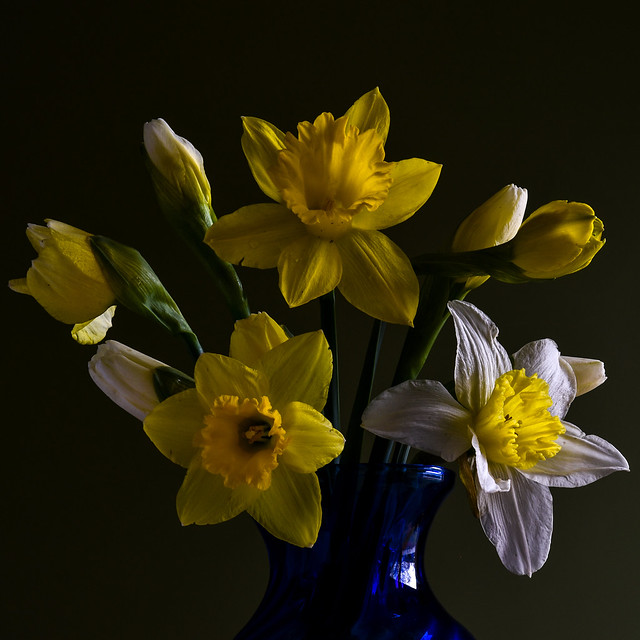 Daffodils - Garden to Kitchen Table