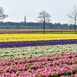 Color fields, Groningen NL
