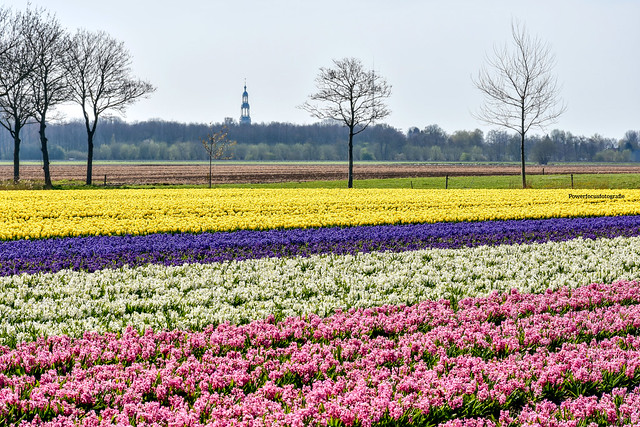 Color fields, Groningen NL