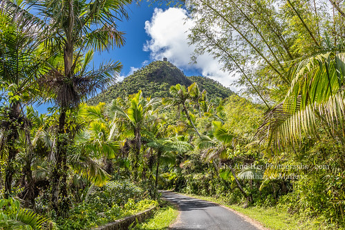 elyunque mtbritton puertorico rainforest mountain trees green bluesky caribbean palms palmtrees nature clouds beautifulday hiking road path roadway street pavement