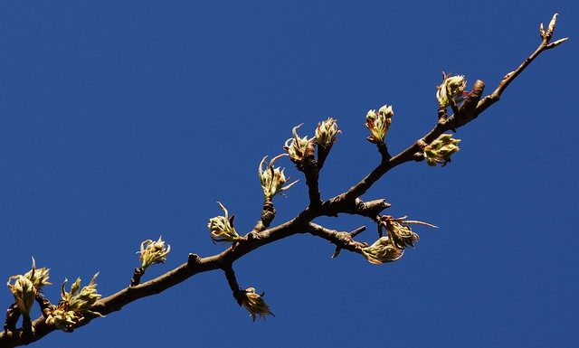 Blue April sky over the garden's pear tree