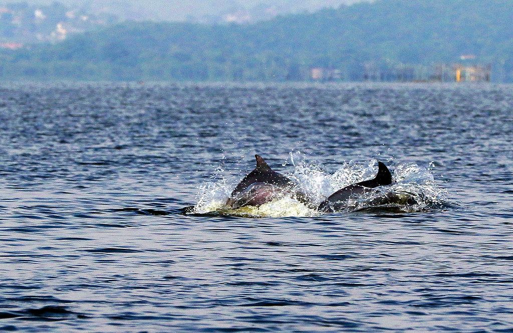 Botos-cinza nadam nas águas da Baía de Guanabara