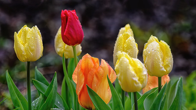 Tulips in the Rain