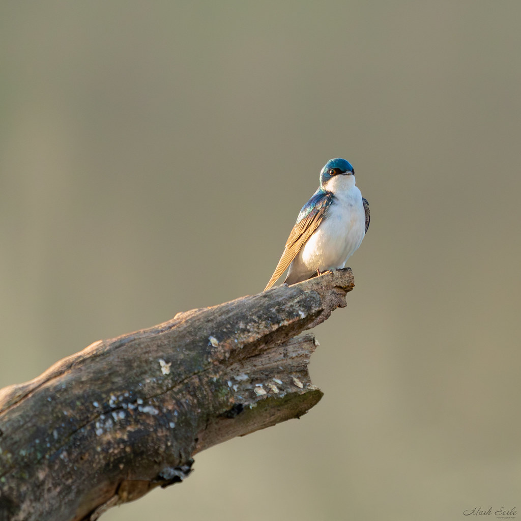 Tree Swallow | Taken at the Spring Valley Wetland | Mark Serle | Flickr