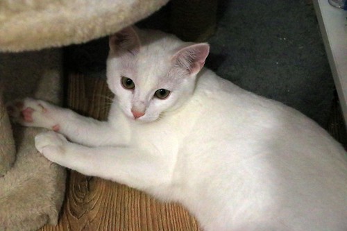 Monk, gatito blanco Sordo súper cariñoso y activo esterilizado, nacido en Junio´22, en adopción. Valencia. 52835022104_fdedeaf29d