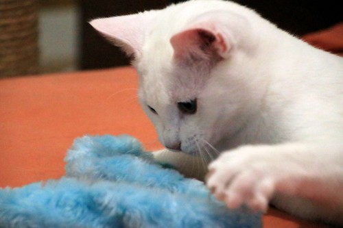 Monk, gatito blanco Sordo súper cariñoso y activo esterilizado, nacido en Junio´22, en adopción. Valencia. 52835022129_d545be90c4