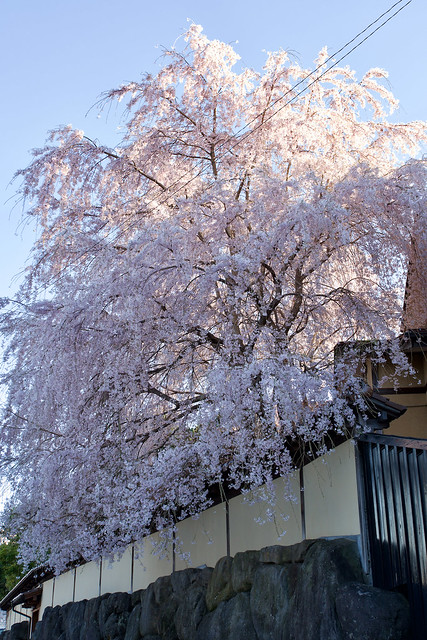 枝垂れ桜 Weeping Cherry Blossoms