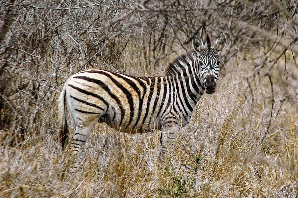 DSC_2256x Zebra | Regnar Schultz | Flickr