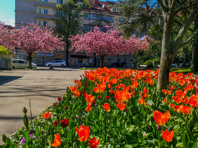 The Tulips and the Cherry Blossom trees as background.