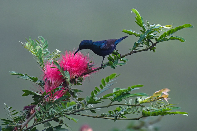 Purple Sunbird  ।  নীলটুনি  ।  দুর্গাটুনি  ।  মধুচুষকি  ।