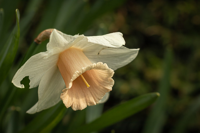The daffodil - U