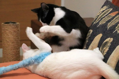 Monk, gatito blanco Sordo súper cariñoso y activo esterilizado, nacido en Junio´22, en adopción. Valencia. 52835288573_92d992c00a