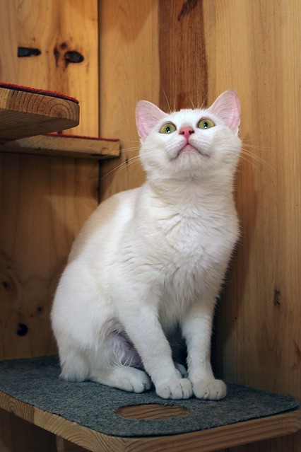 Moon, gatita blanca monísima y muy cariñosa esterilizada, nacida en Septiembre´22 en adopción. Valencia. 52835295878_fd51ea90ac_z