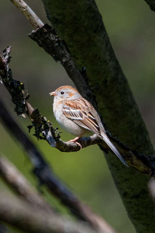 field-sparrow-5438
