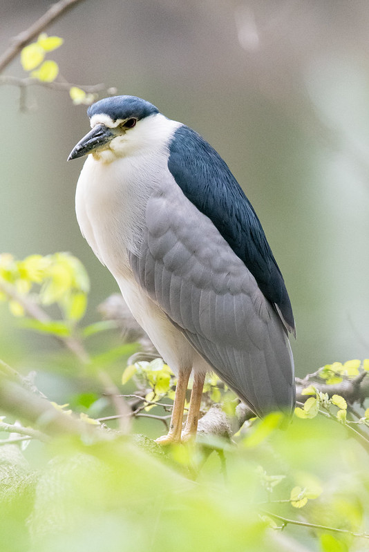 black-crowned-night-heron-5372