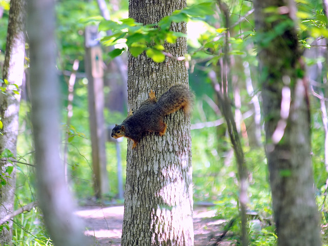 Fat Forest Squirrel