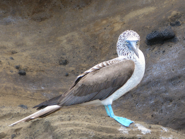 blue-footed posing