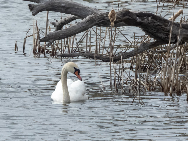 Mute Swan in McLaughlin Bay
