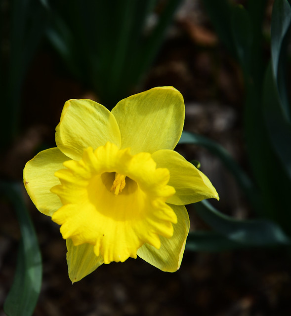Daffodil on green