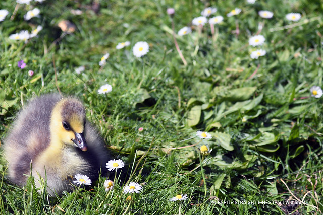 White- fronted goose chick (Anser Albifrons)