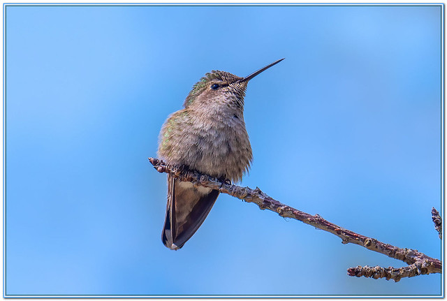 Anna's Hummingbird. ( Female )