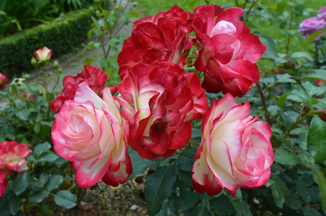 Alençon (Orne) - Dans le jardin de la Maison d'Ozé - Roses