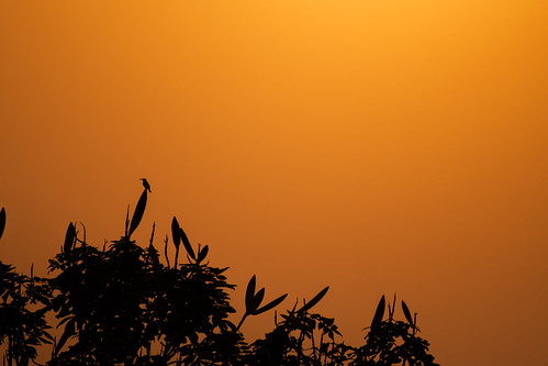 Little purple sunbird | by thatdamnidiot007
