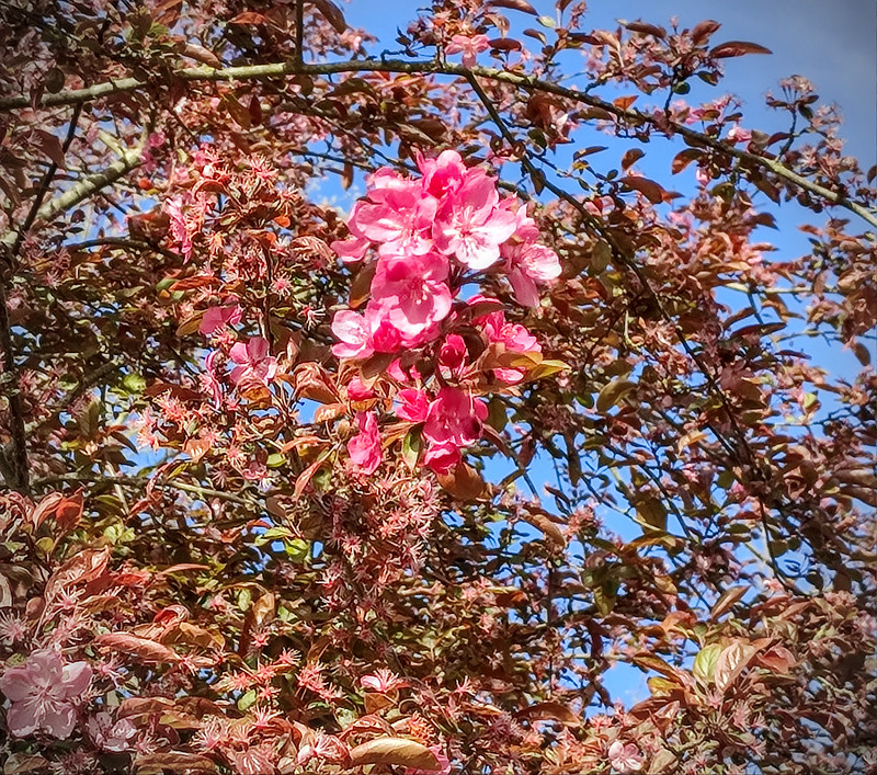 printemps rose