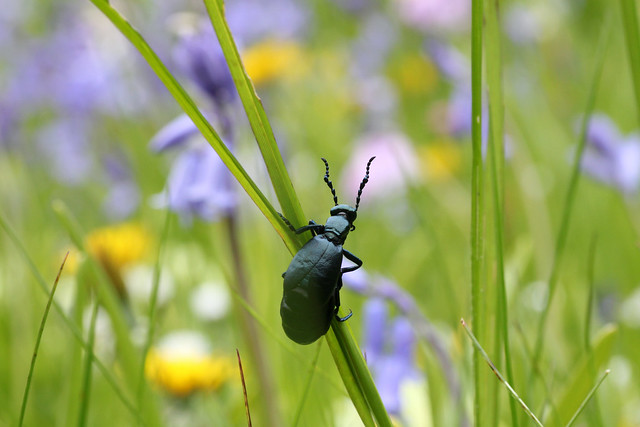 Oil Beetle admiring the bluebells