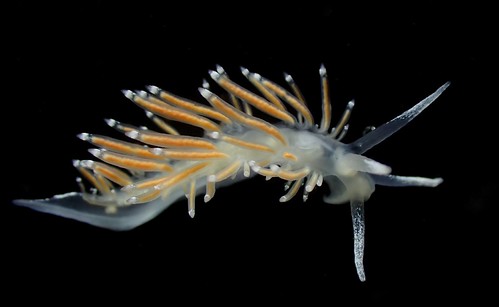 Delicate aeolid | by Jeff Goddard 32