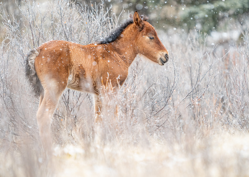 Wild Foal in a Snow Storm