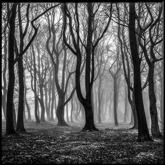 Woodland Mist XXVIII
