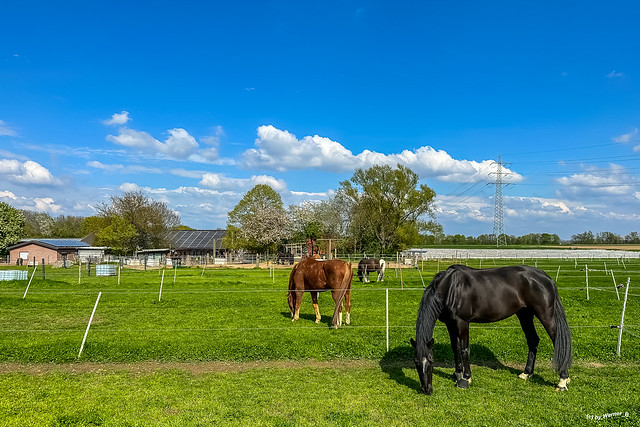 Pferdekoppel - horses paddock