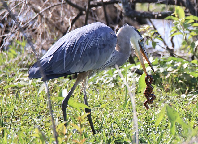 great blue heron with mudd snake