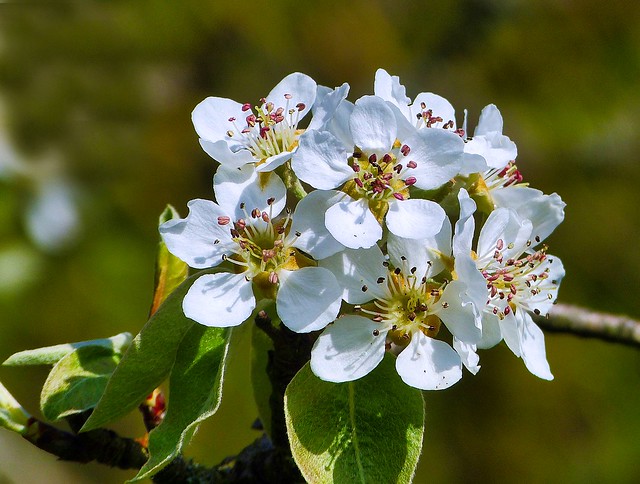 Eine Birnbaum-Blüte als Sonntagsgruß