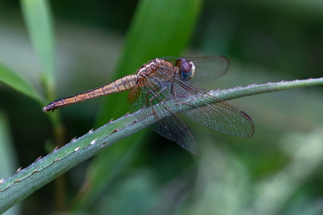 Dragonfly: Hyacinth Glider  ।  miathyria Marcella  ।  ফরিঙ  ।