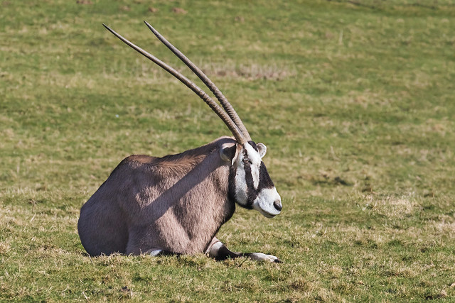 Oryx at rest in a sun-kissed field