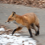 Fox~9224 