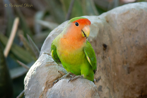 Peach-faced Lovebird | by richditch