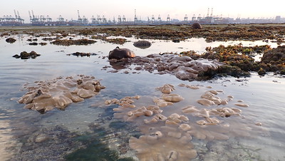 Living shores of Cyrene, Apr 2023