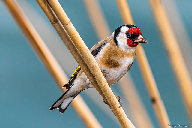 Chardonneret Elégant - Goldfinch