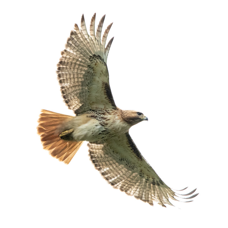 red-tailed-hawk-gwc-6047