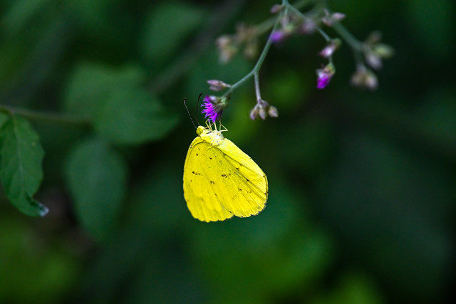 Common Grass Yellow Butterfly  ।  হলুদ প্রজাপতি  ।
