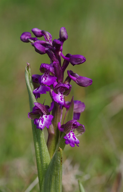 Kent's Green Winged Orchids