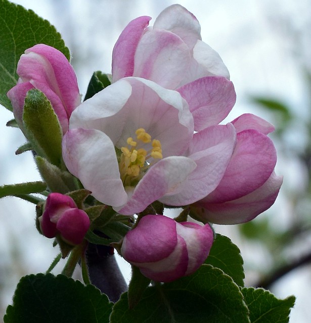 Liberty Apple Blossom