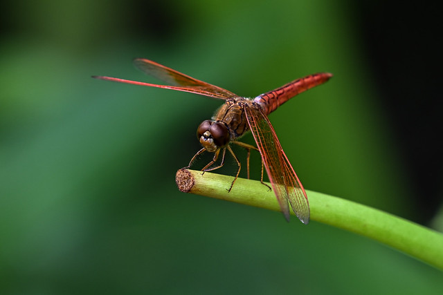 Dragonfly: Hyacinth Glider  ।  miathyria Marcella  ।  ফরিঙ  ।