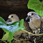 Young doves