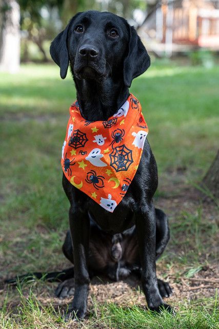 Black labrador retriever puppy sits wearing a Halloween scarf bandana