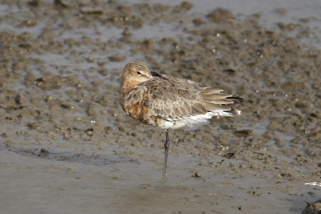 Louth Black tailed Godwit